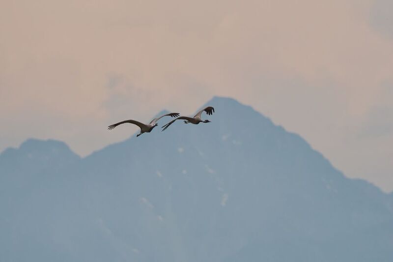 Красавкиphoto preview