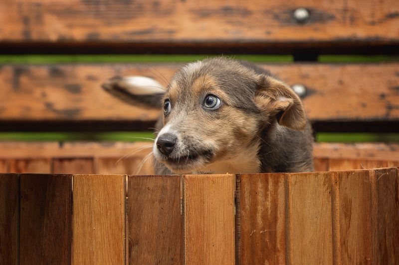 Ищу домphoto preview