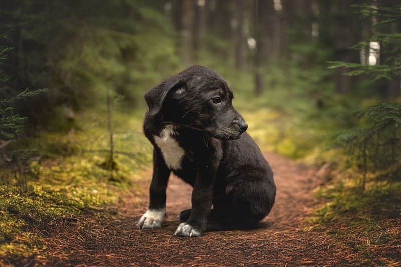 Ищу домphoto preview