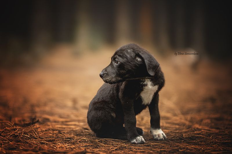 ищу домphoto preview