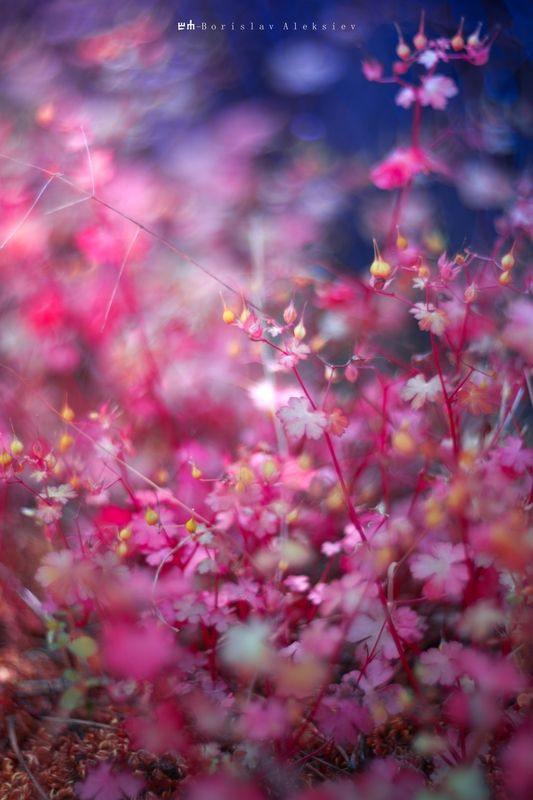 pink,nature,flowers,dark,lihgt,bokeh,exterior, Pinkphoto preview