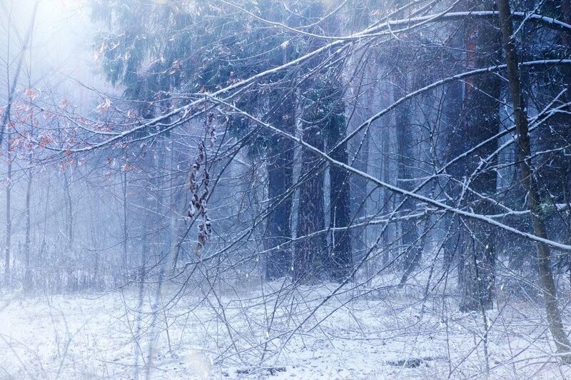 лес, снег В зимнем лесуphoto preview