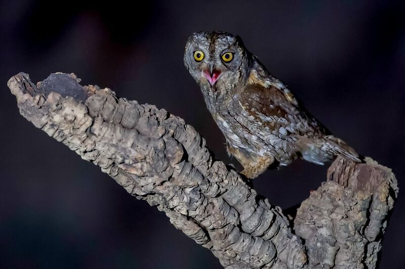 Eurasian scops owl photo preview
