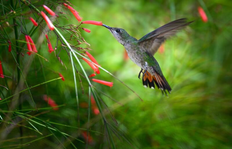 Hispaniolan mango (f)photo preview