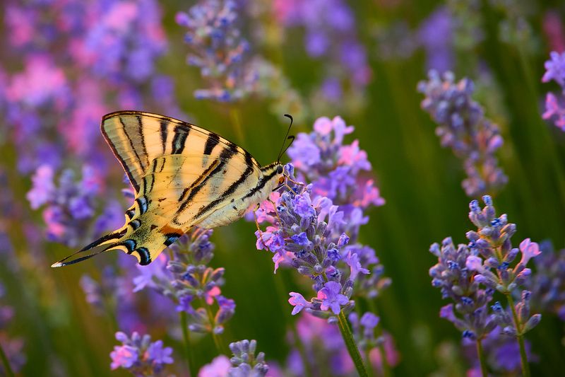 Life in lavender fieldsphoto preview