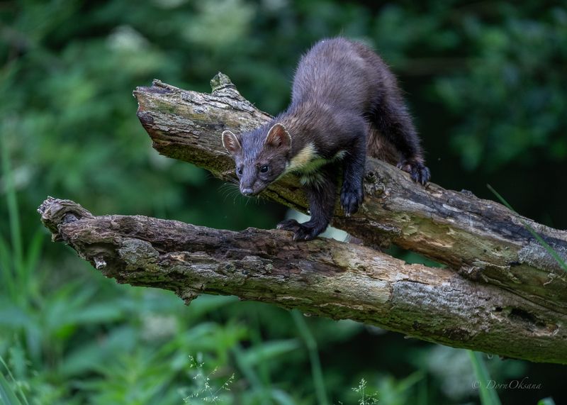 лесная, куница, pine, marten, predators, хищники, wild, animals, дикие, животные Рано утром в лесуphoto preview