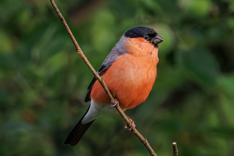 Июньский снегирьphoto preview