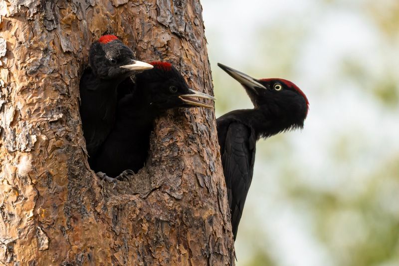 желна, черный дятел, дятел, птенец, птицы photo preview