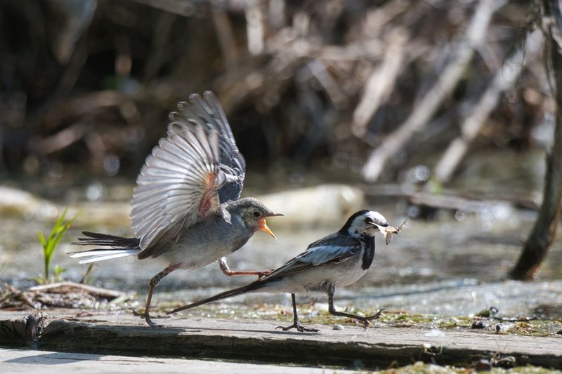 Родительские хлопотыphoto preview