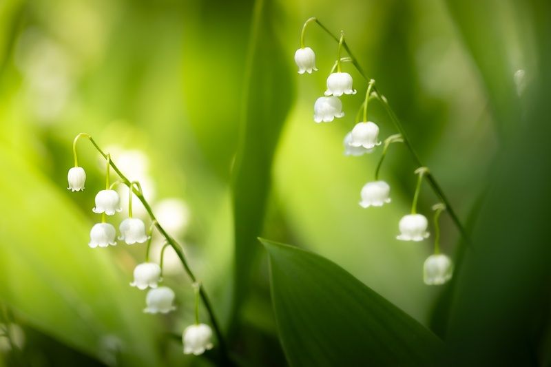 Ландышphoto preview