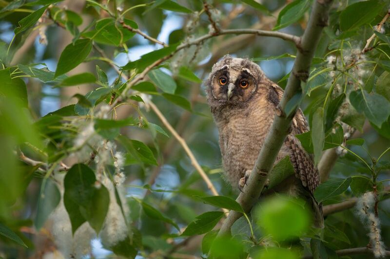 ушастая сова, слеток, пух Ушастикphoto preview