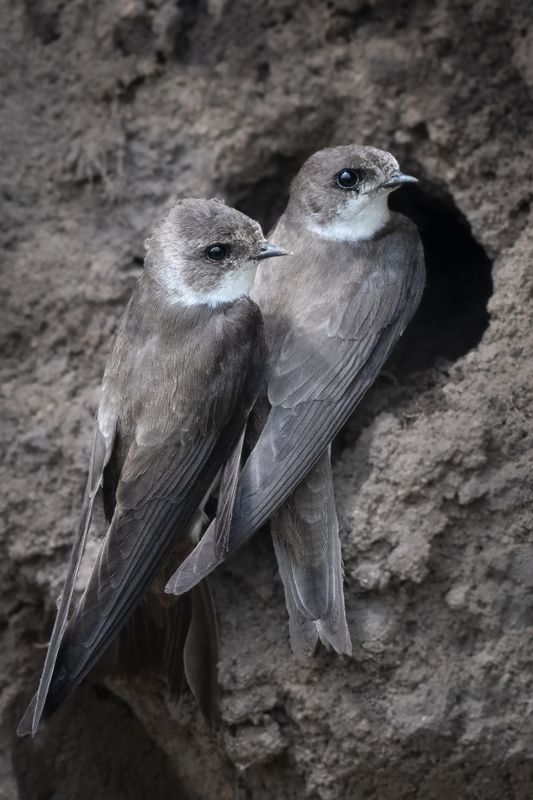 Береговые Love-story: норка на двоих.photo preview