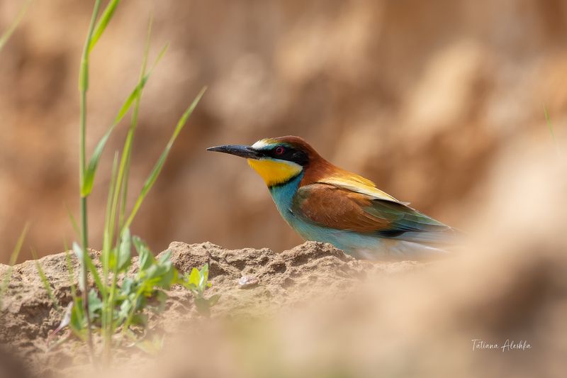 птицы Золотистая щуркаphoto preview