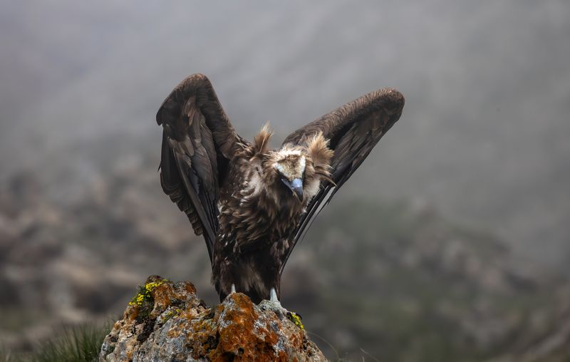 Дракула. photo preview