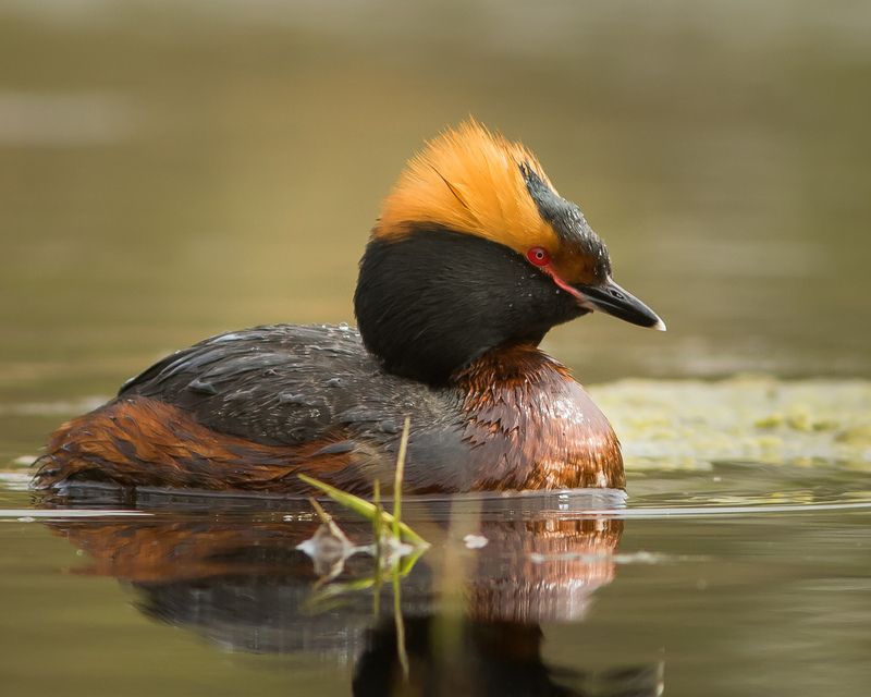 красношейная поганка Красношейная поганкаphoto preview