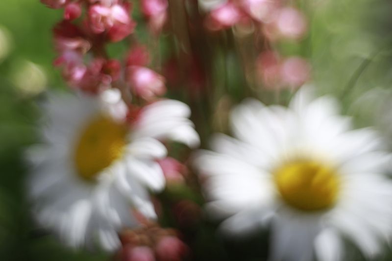 Летнее настроениеphoto preview