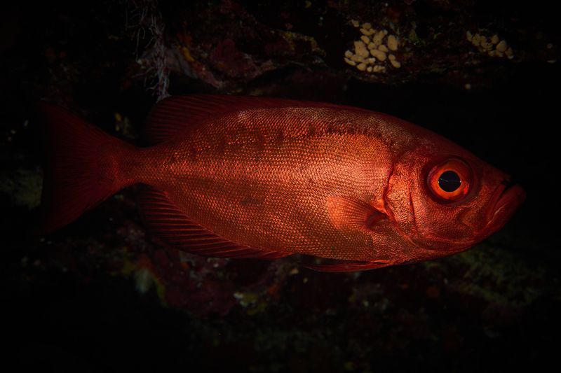 Бычеглазphoto preview