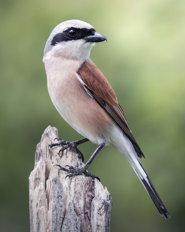 Сорокопут-жулан (Lanius collurio)photo preview