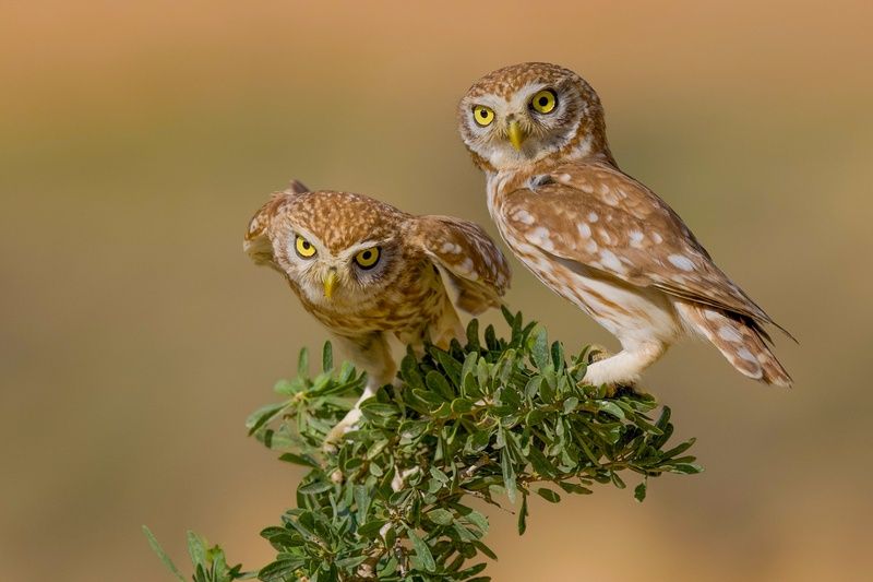 Little owls photo preview