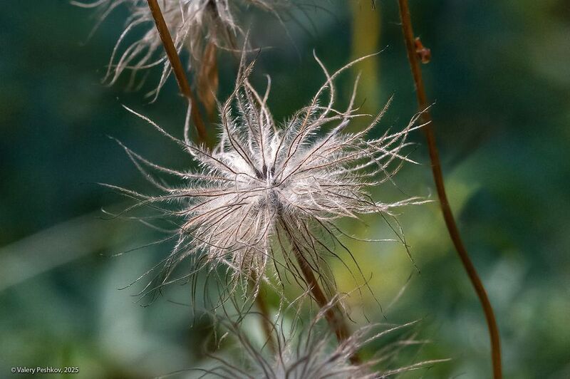 сон-трава, прострел, одуванчики, семена, лето, мещёра Про супер-одуванчики )photo preview