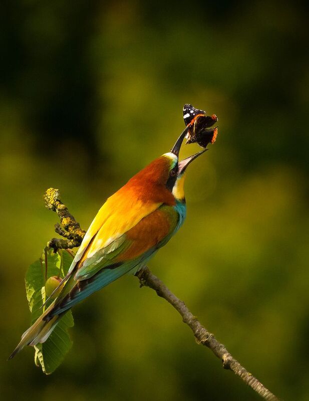 Včelař фото превью