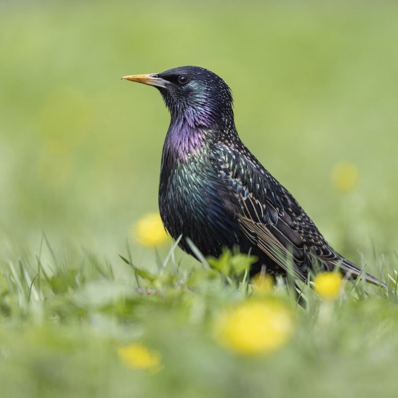 скворец, птицы Скворецphoto preview