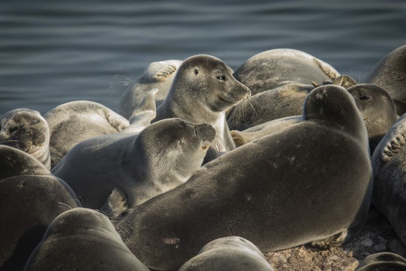 Жизнь удалась... Портрет довольной нерпы)photo preview
