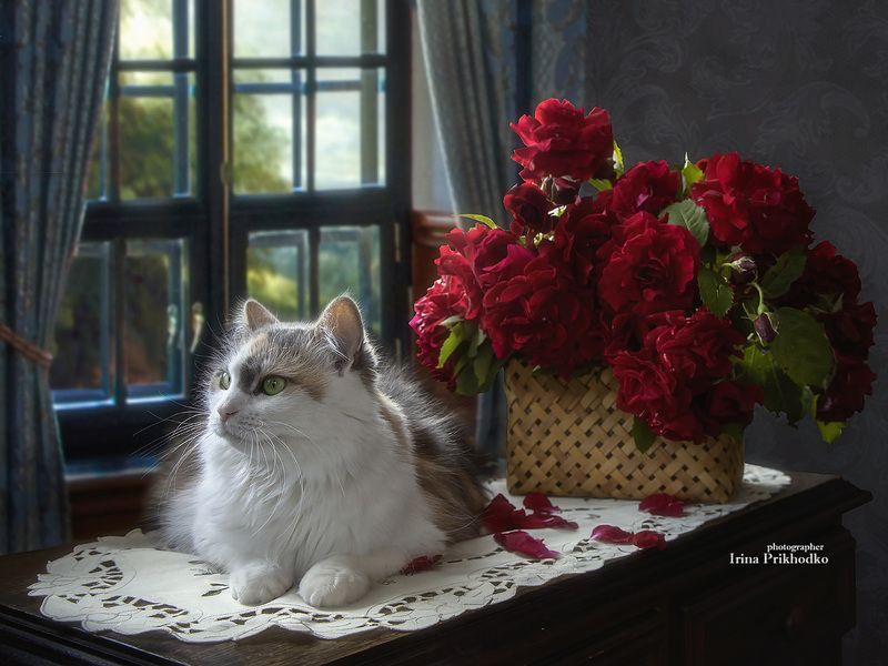 натюрморт, цветы, интерьер, животные, кошки, питомцы Натюрморт с корзиной роз и любопытной кошкойphoto preview