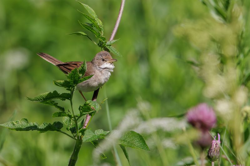 славка, серая, серая славка, птица Серая славкаphoto preview