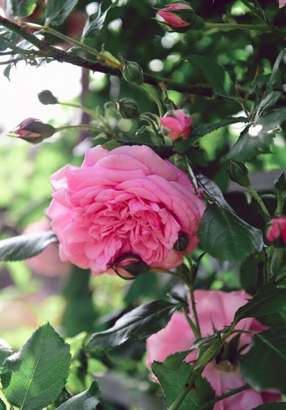 Розыphoto preview