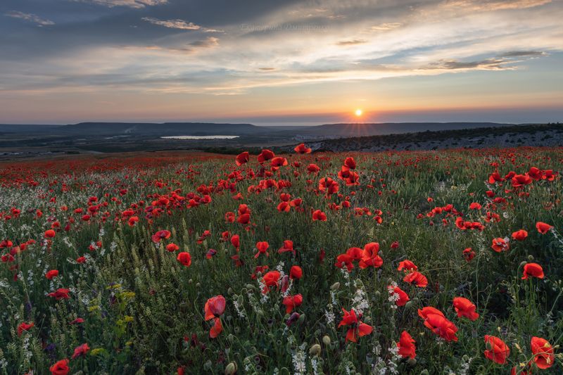 крым, цветы, маковое поле, маки, пейзаж, закат, бахчисарай, лето Живописный вечер в Бахчисарае⁠⁠photo preview
