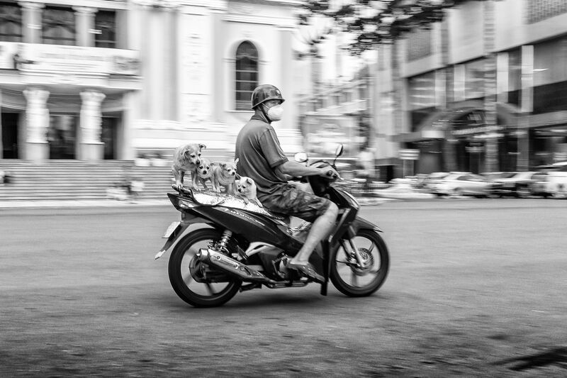 dog; motorbikes; street; animals; black and white dogs on motorbikesphoto preview