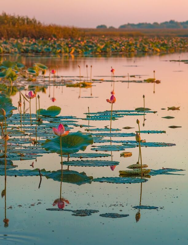 астраханская область, волга, дельта, астраханский государственный биосферный заповедник, лотос, цветы, лето, рассвет, заря, река, вода, лотосы, Лотосовый рассветphoto preview