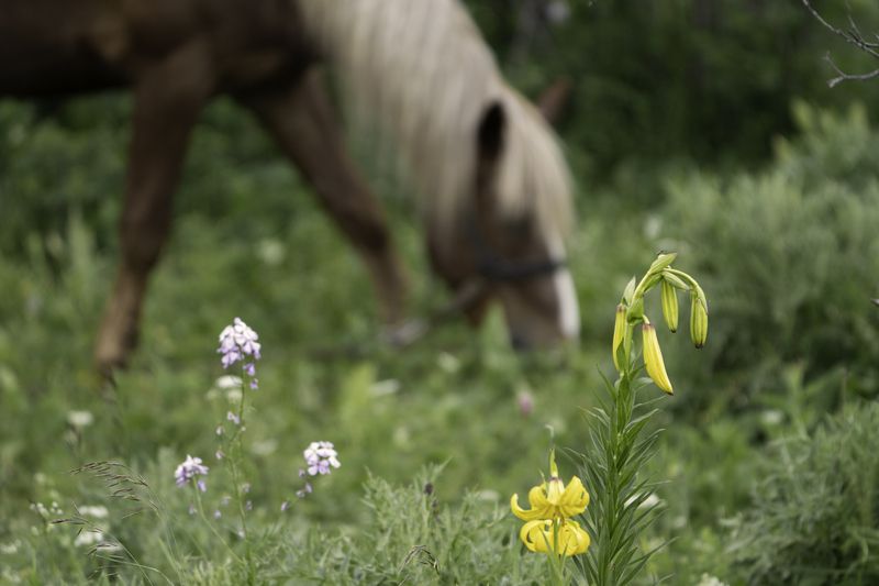 Россия, Краснодарский край, Мостовской район, Бароновы поляны, лошадь Природа Россииphoto preview