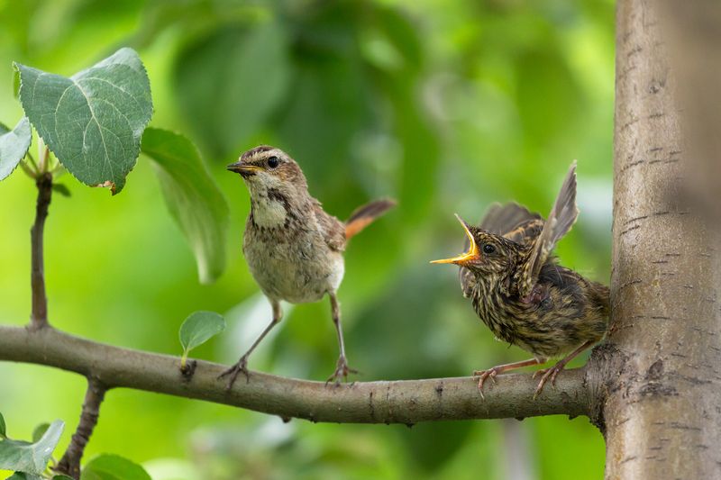 варакушка, слеток Время обедаphoto preview
