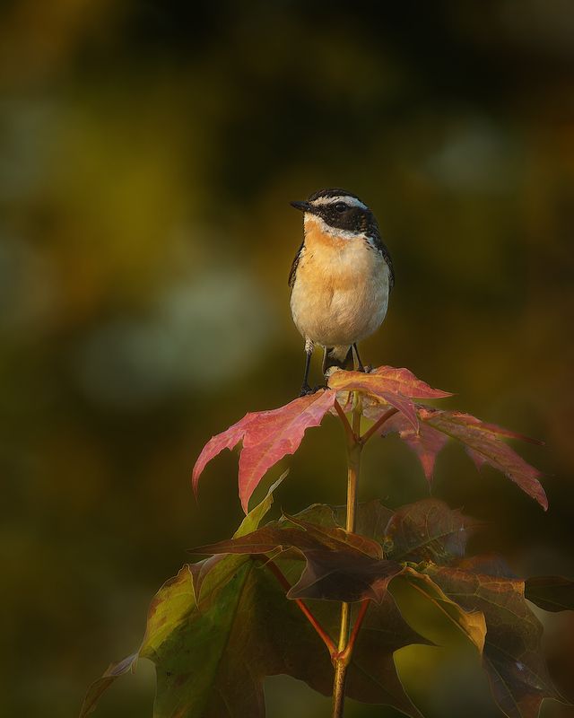 птички, фотоохота, чекан Луговой чеканphoto preview