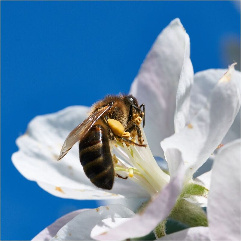 Веснаphoto preview