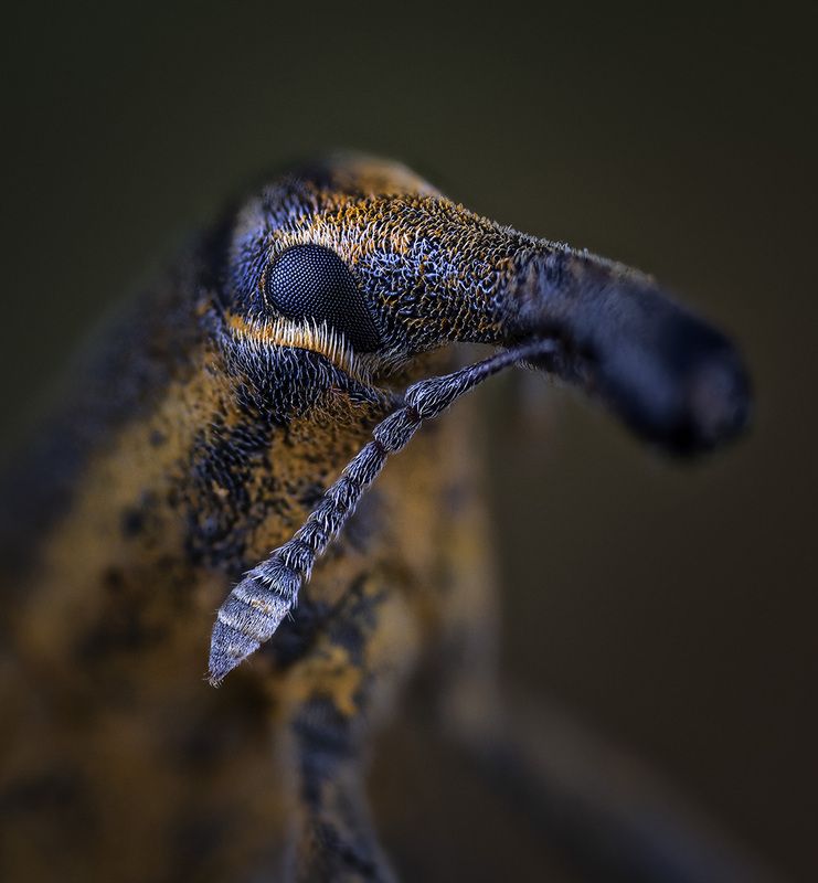 coleoptera, curculionidae, lixus iridis Фрачник обыкновенныйphoto preview