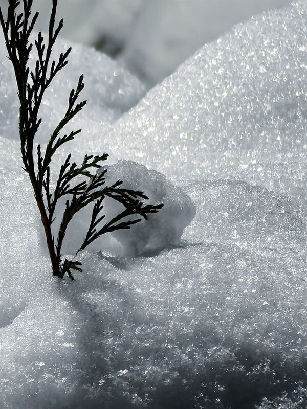 Ветка в снегуphoto preview