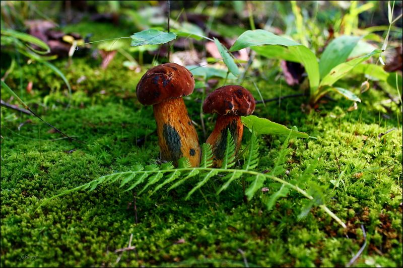 макро, природа, грибы, лес .. ядовитые через чур .. фото превью