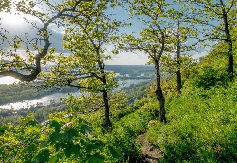 волжские дубкиphoto preview