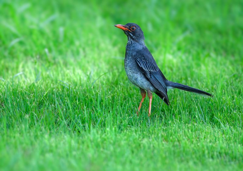 Red-legged thrushphoto preview