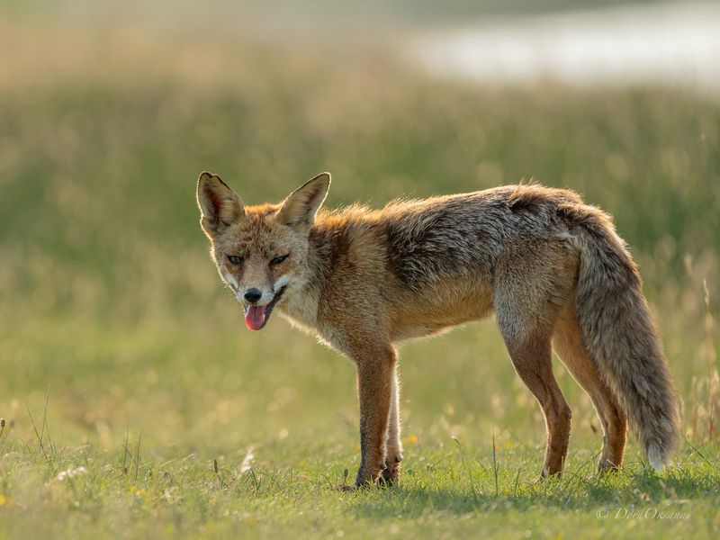 fox, predators, wild, animals, рыжая, обыкновенная, лиса, хищники, дикие, животные Жарко и кушать хочетсяphoto preview