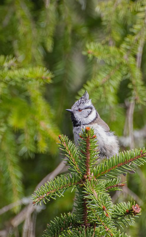 Хохлатая синичка :)photo preview