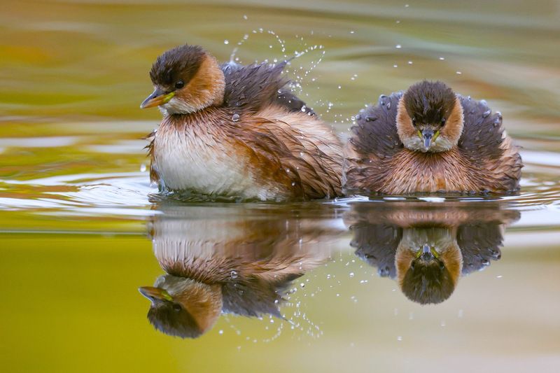 Little grebesphoto preview