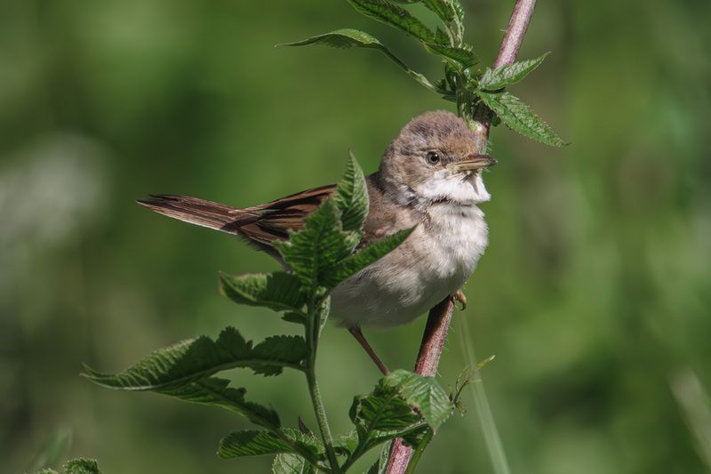 Серая славкаphoto preview