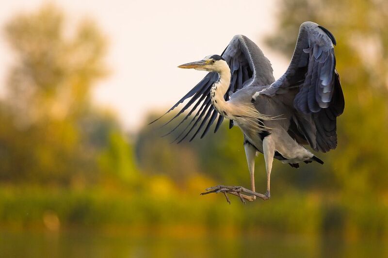 Volavkaphoto preview