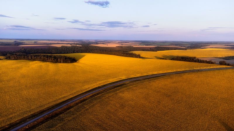 природа, подсолнухи, dji, пейзаж, пейзажная фотография  Золотоphoto preview