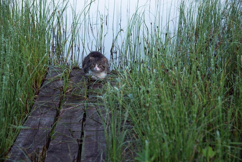 Котик на деревенском мостикеphoto preview