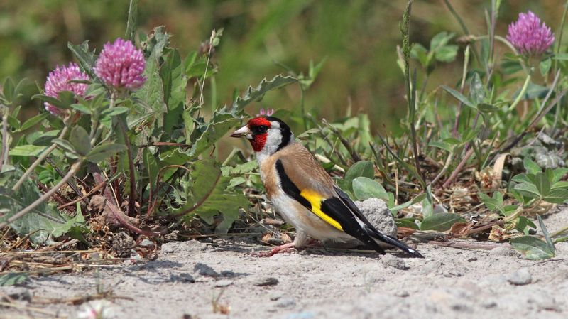 щегол, carduelis cardueli, seuropean goldfinch Щегол и клеверphoto preview